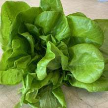 Load image into Gallery viewer, Living Lettuce

