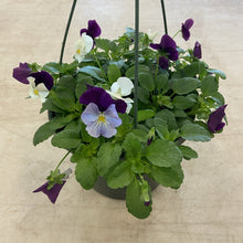 Load image into Gallery viewer, Pansy, hanging pot
