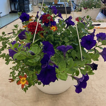 Load image into Gallery viewer, 12&quot; Annual Hanging Basket

