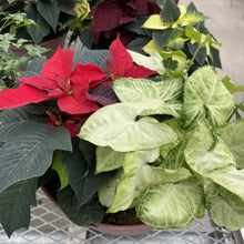 Load image into Gallery viewer, Christmas Planters
