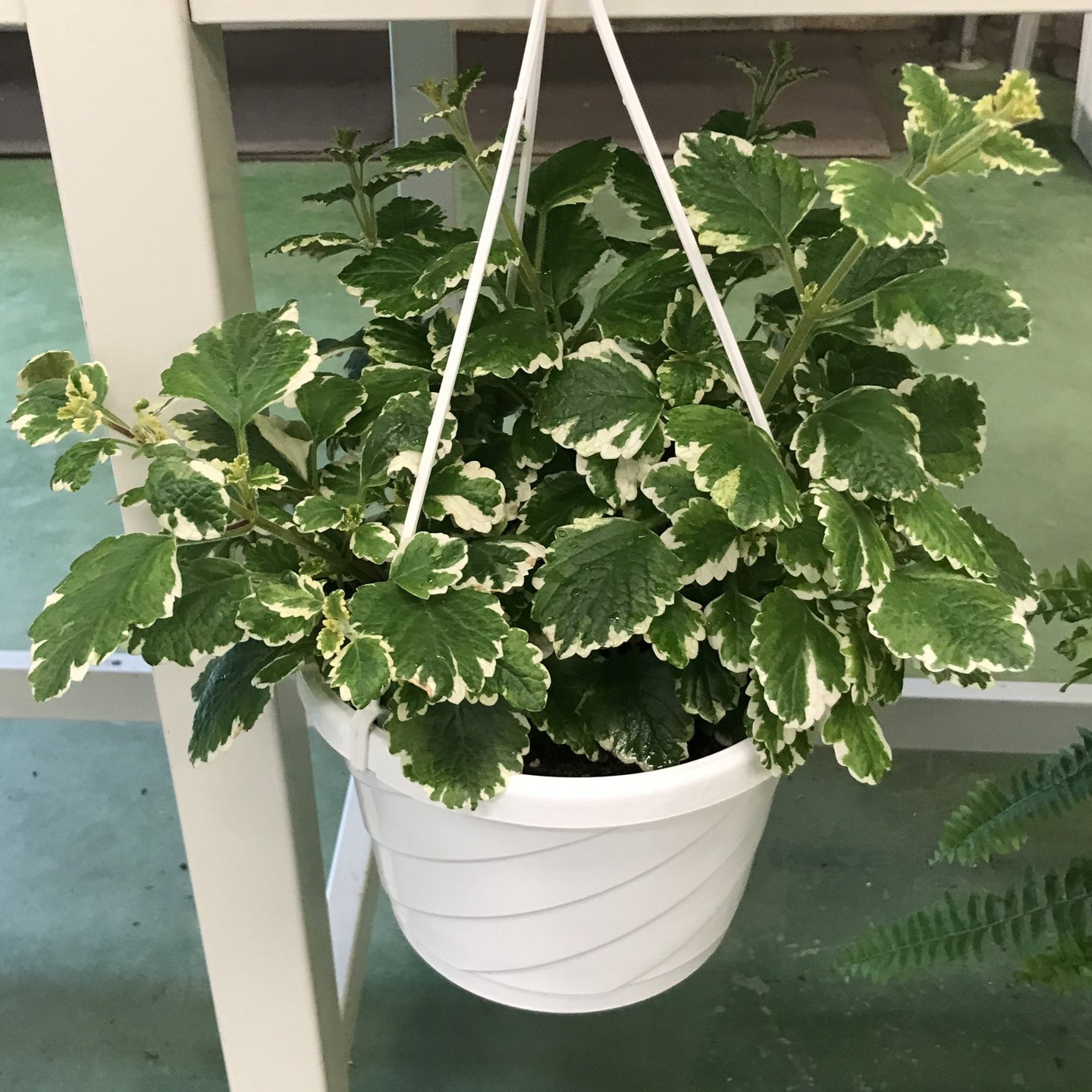 Swedish Ivy, hanging basket
